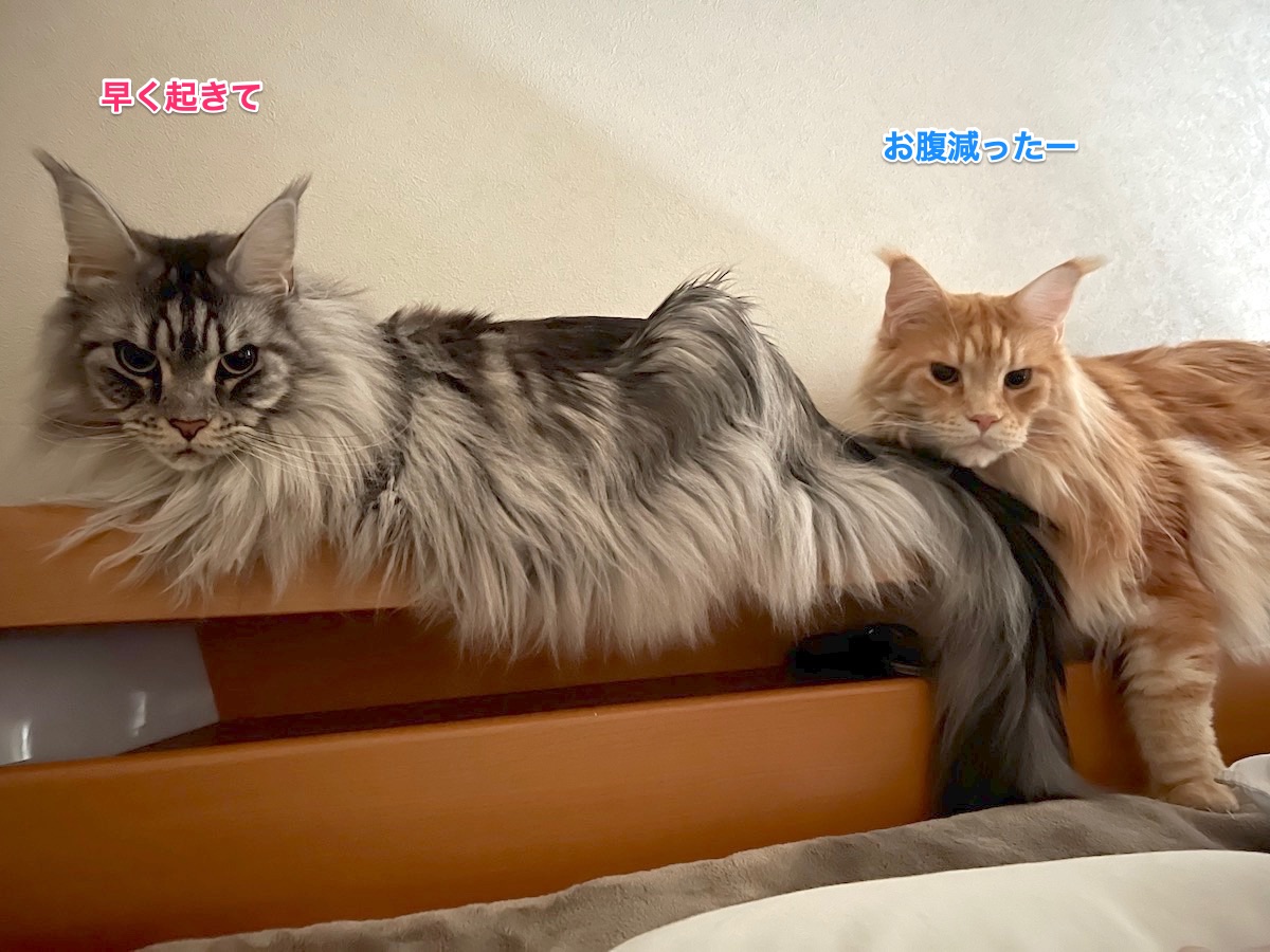 f:id:chikojirou:20220204215525j:plain