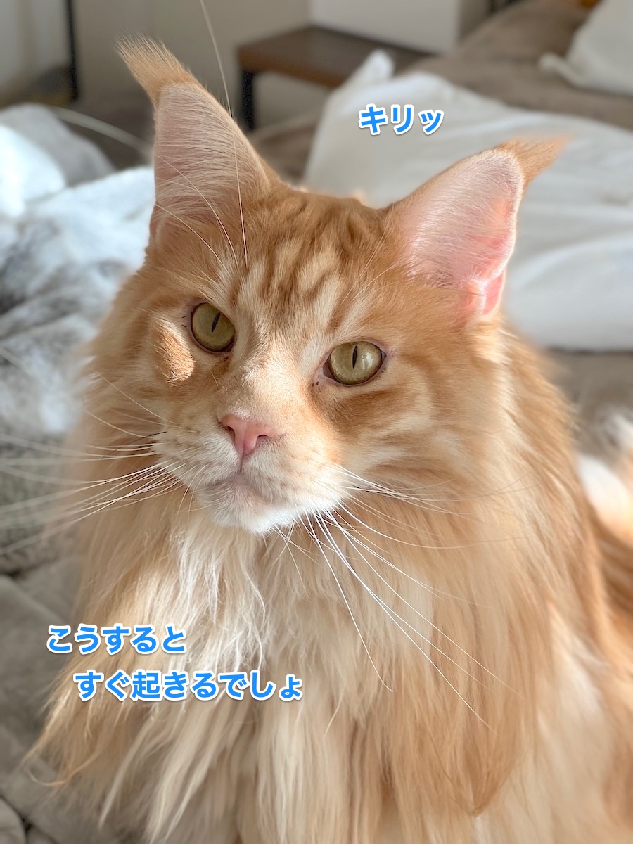 f:id:chikojirou:20220205220153j:plain