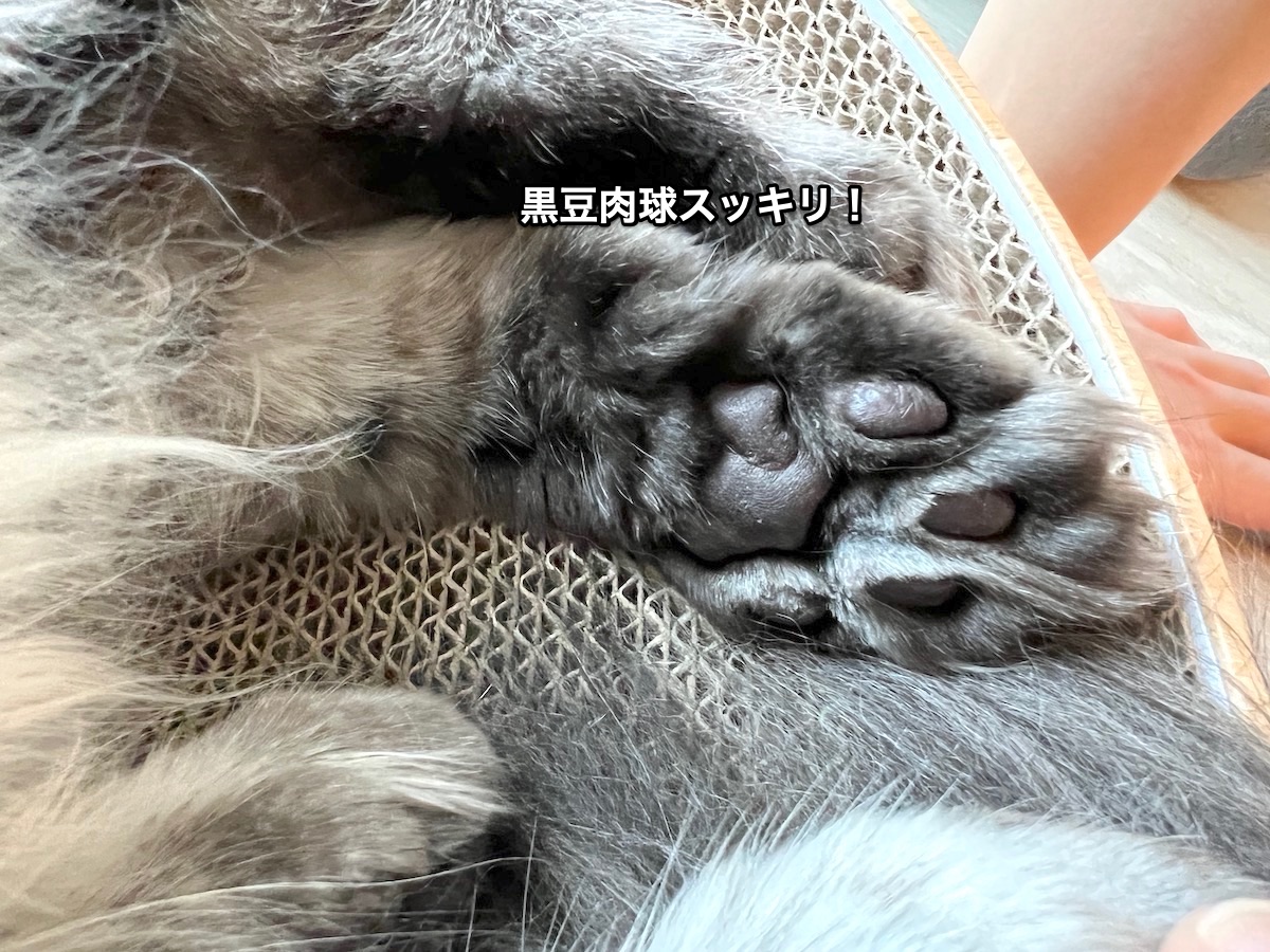 f:id:chikojirou:20220205220159j:plain