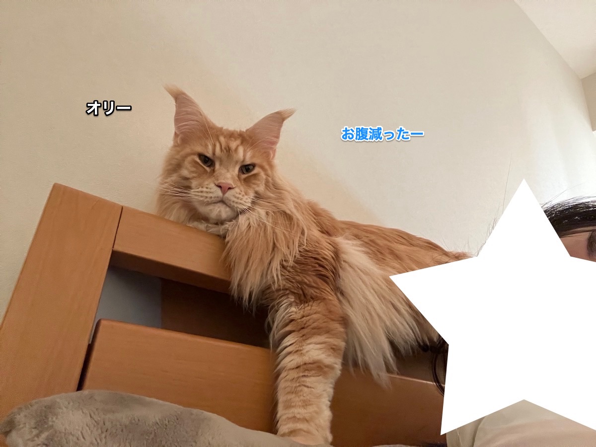 f:id:chikojirou:20220207220529j:plain