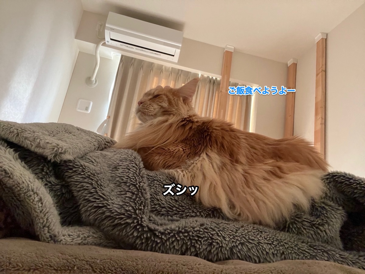 f:id:chikojirou:20220207220532j:plain