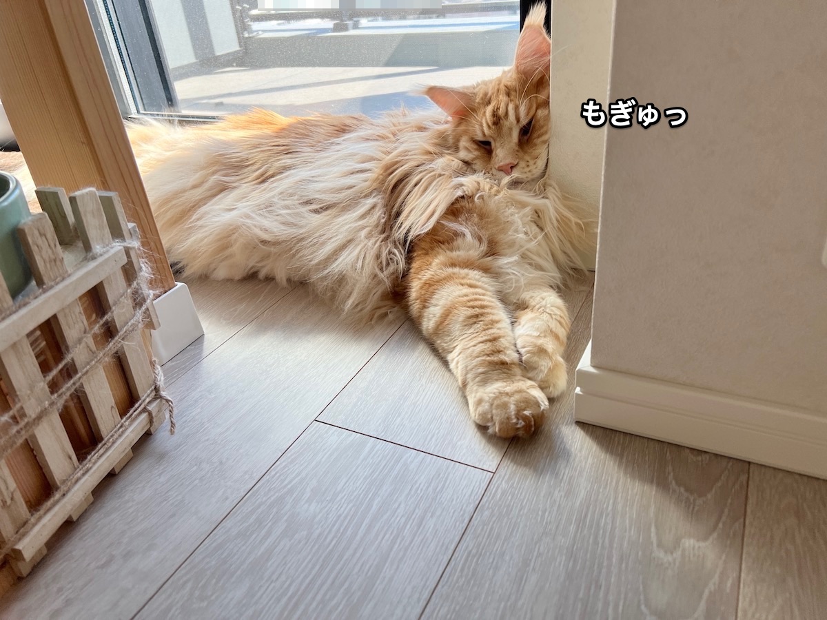 f:id:chikojirou:20220207220541j:plain