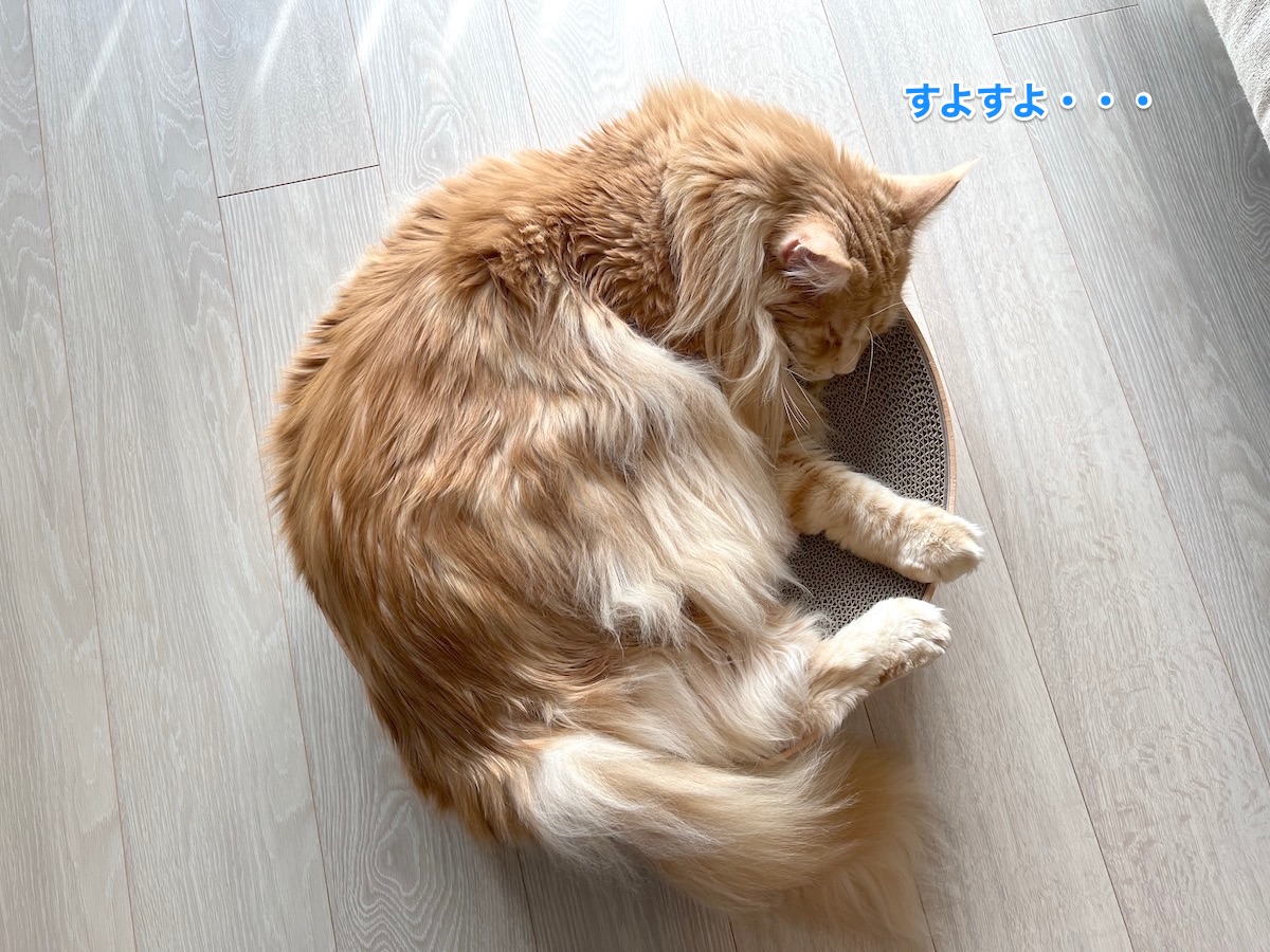 f:id:chikojirou:20220208225434j:plain