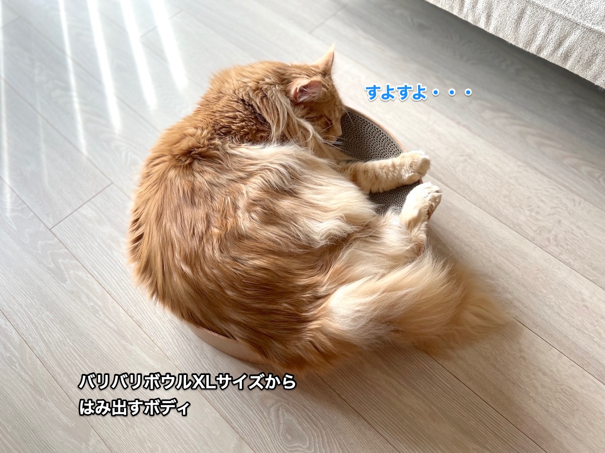 f:id:chikojirou:20220208225437j:plain