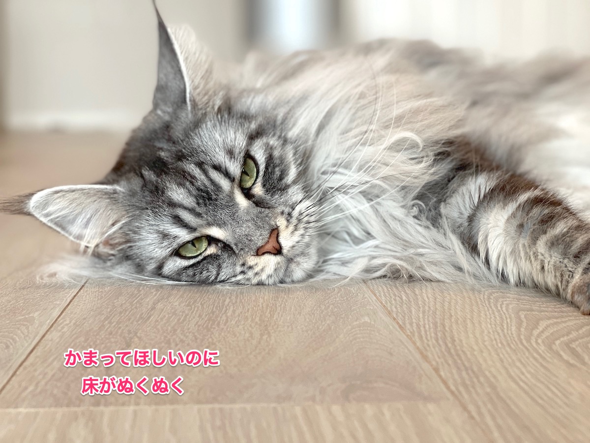 f:id:chikojirou:20220208225444j:plain