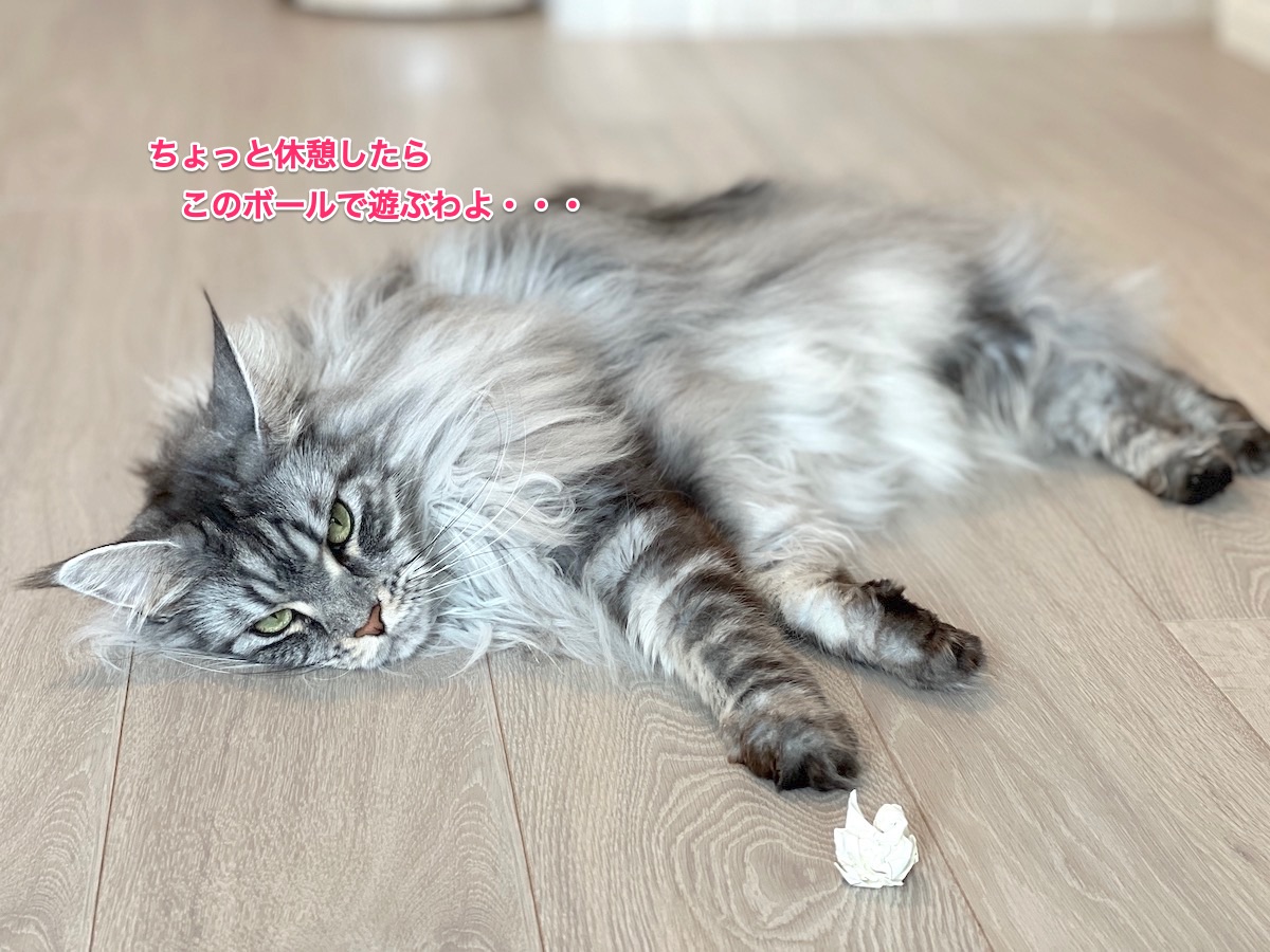 f:id:chikojirou:20220208225447j:plain