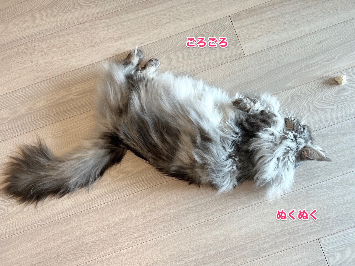 f:id:chikojirou:20220208225450j:plain