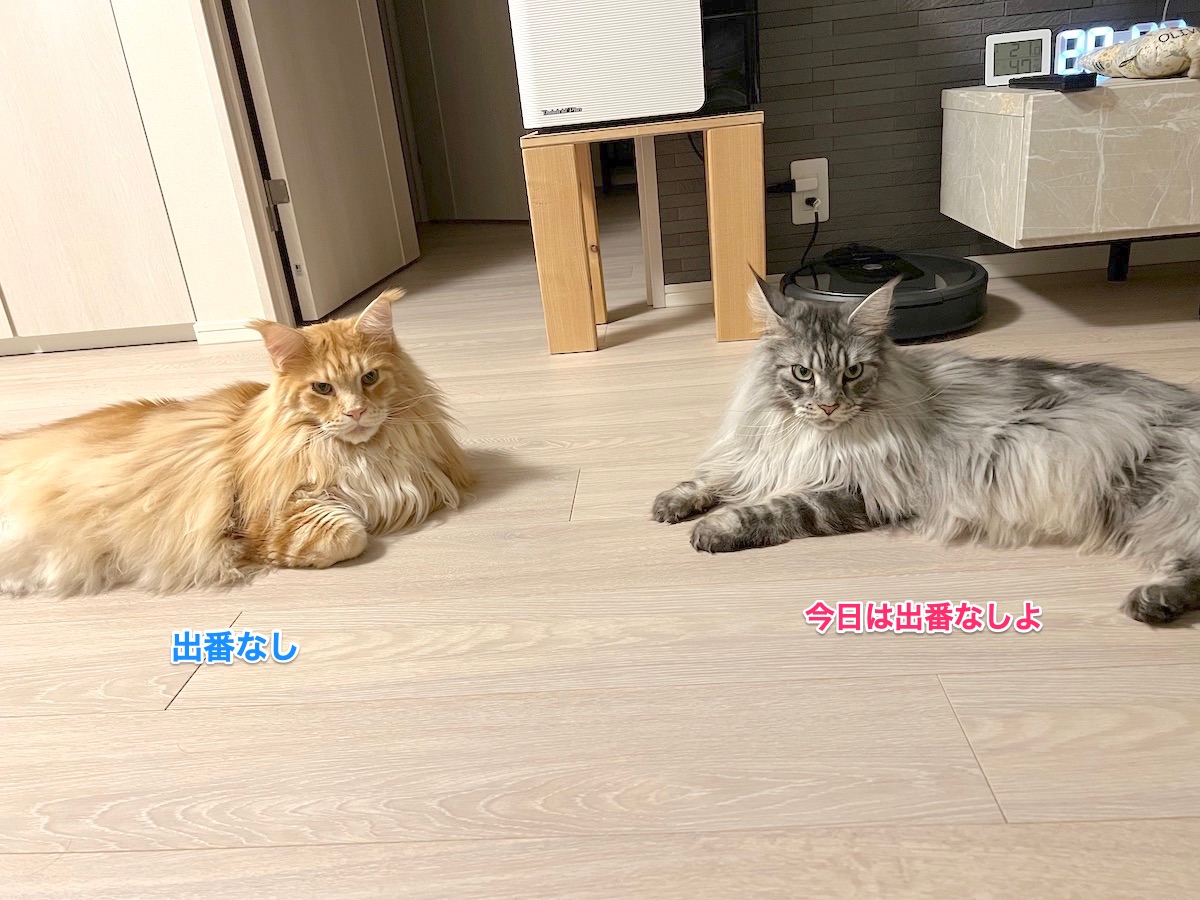 f:id:chikojirou:20220209212745j:plain