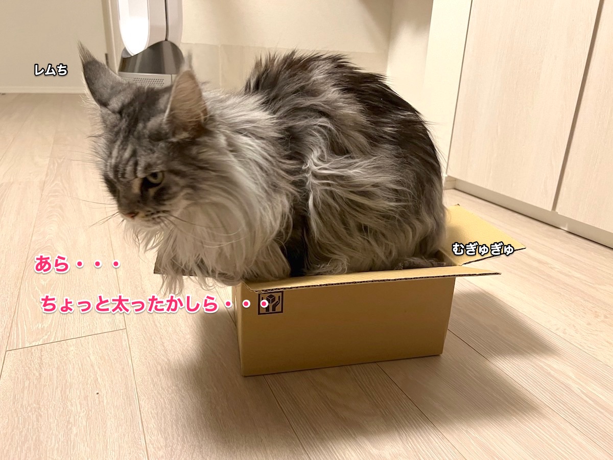 f:id:chikojirou:20220211222923j:plain