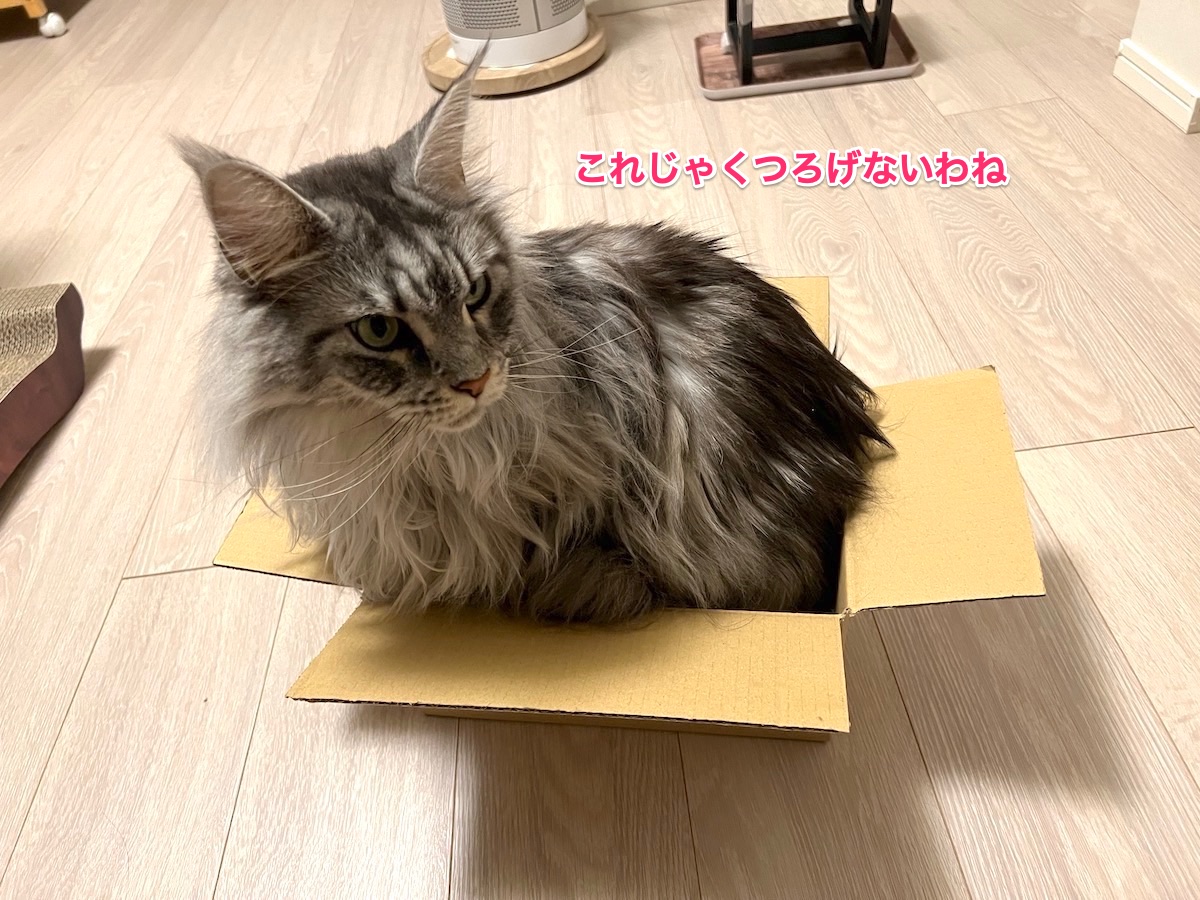 f:id:chikojirou:20220211222930j:plain