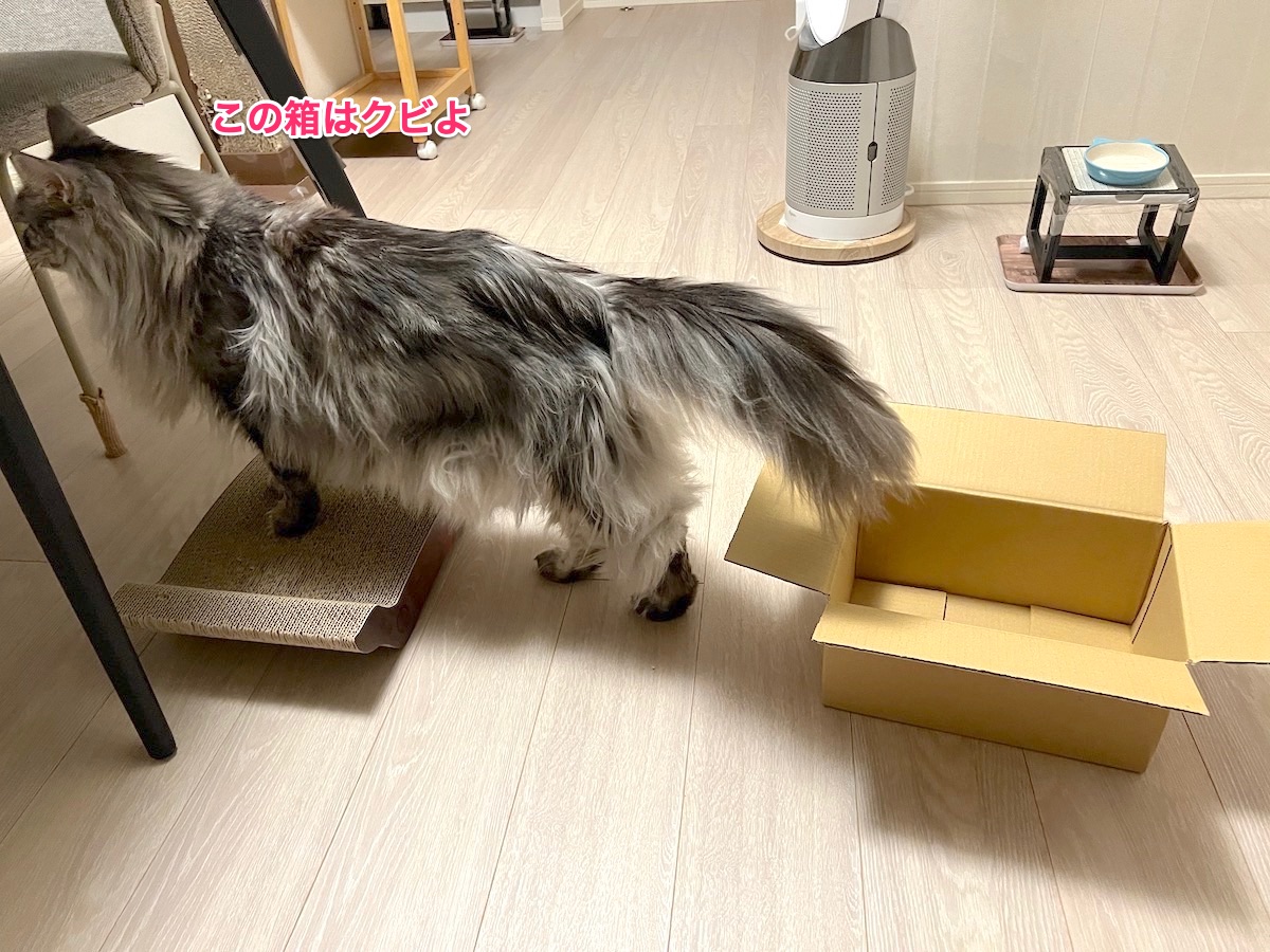 f:id:chikojirou:20220211222933j:plain