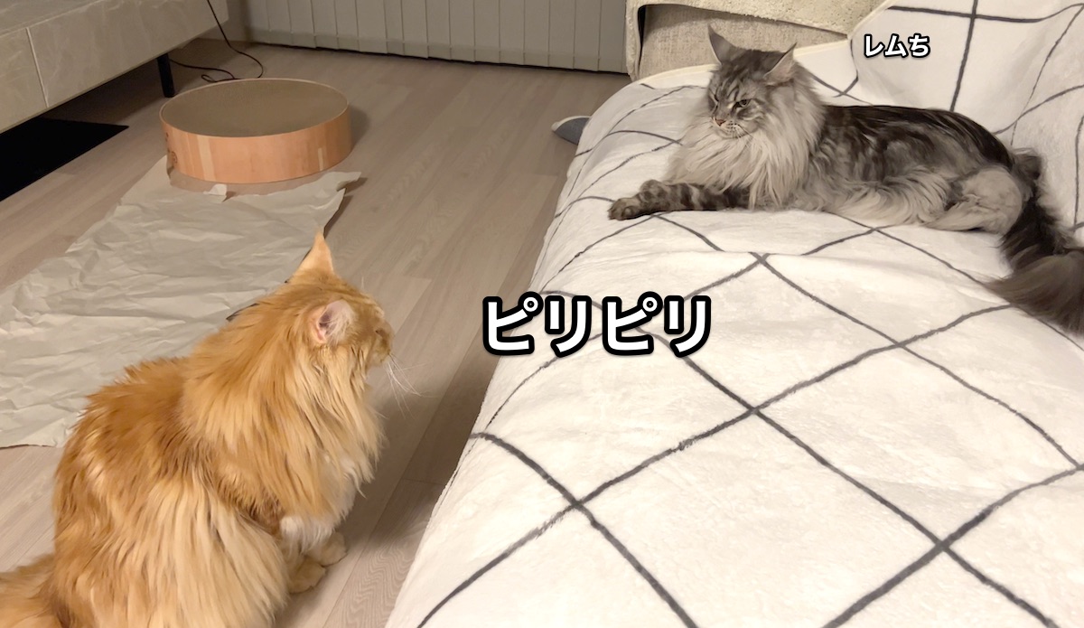 f:id:chikojirou:20220221220737j:plain