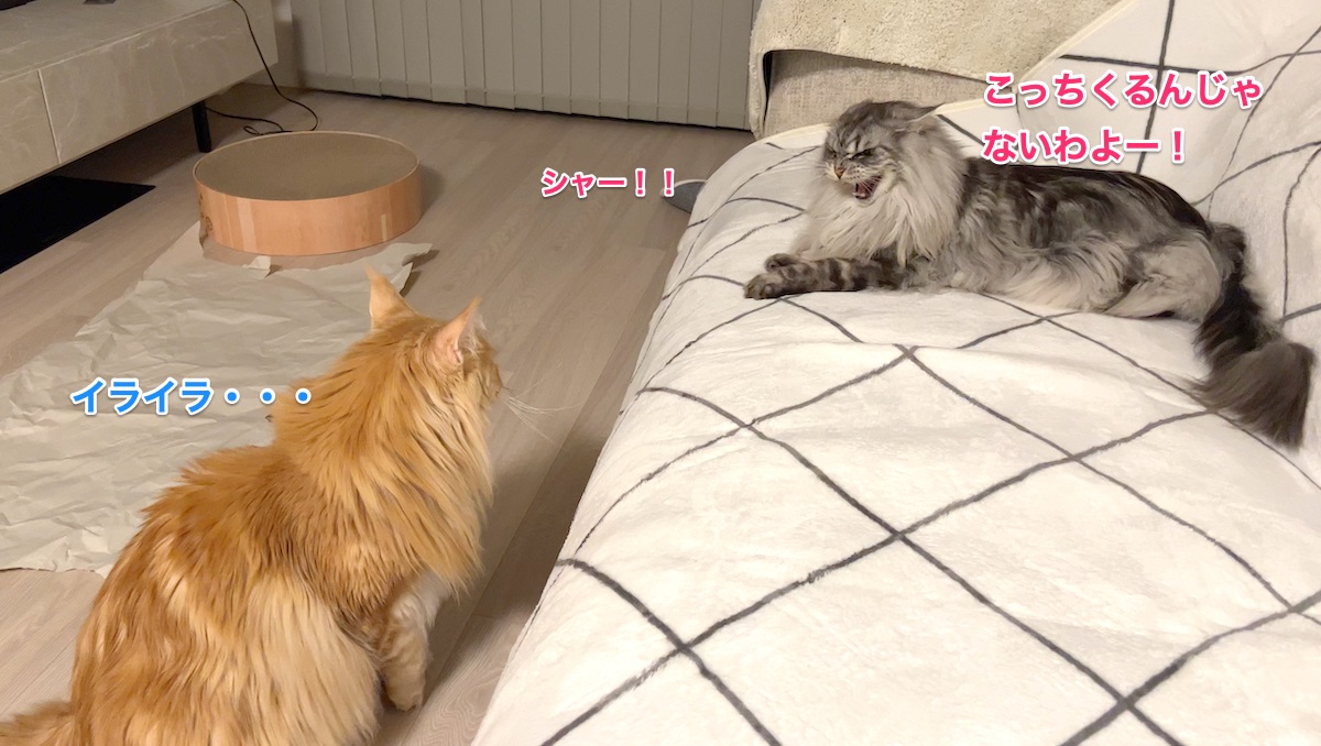 f:id:chikojirou:20220221220739j:plain