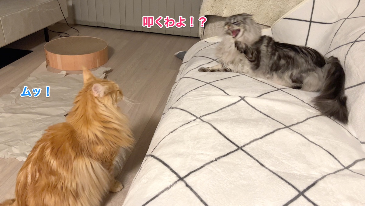 f:id:chikojirou:20220221220749j:plain