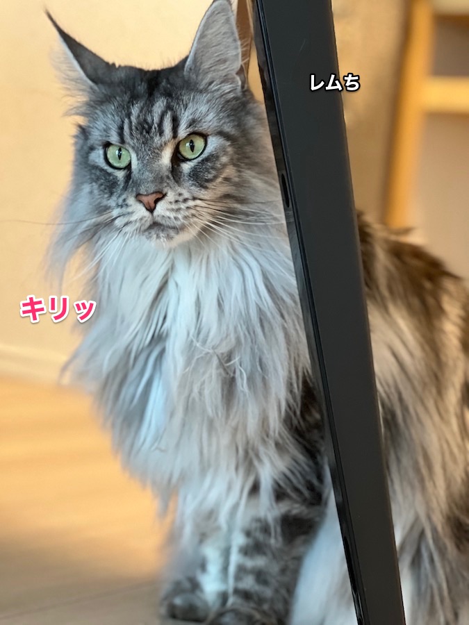 f:id:chikojirou:20220222222111j:plain