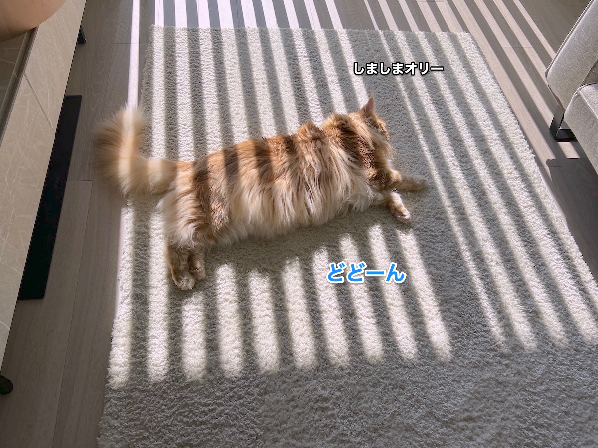 f:id:chikojirou:20220302224425j:plain