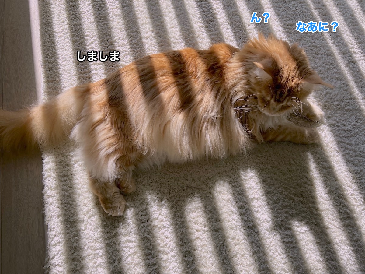 f:id:chikojirou:20220302224428j:plain