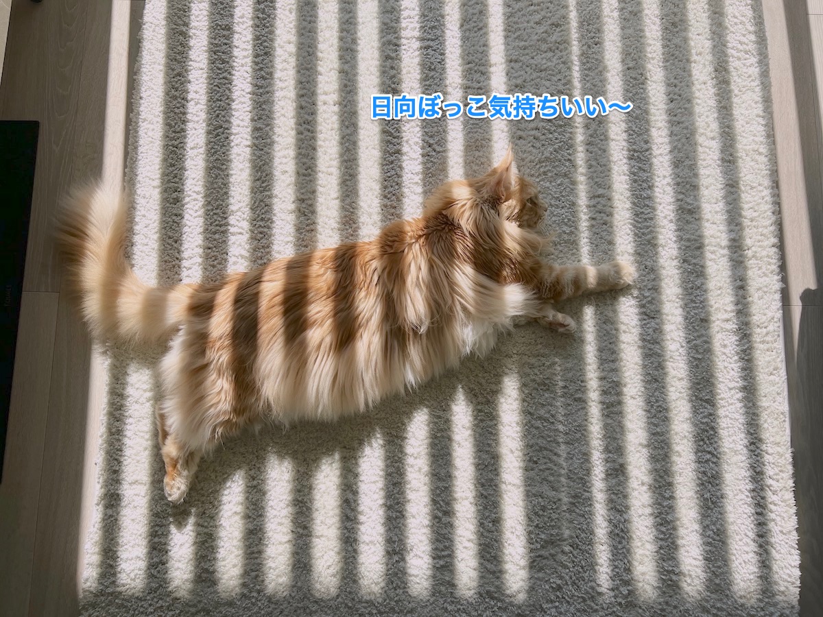 f:id:chikojirou:20220302224431j:plain