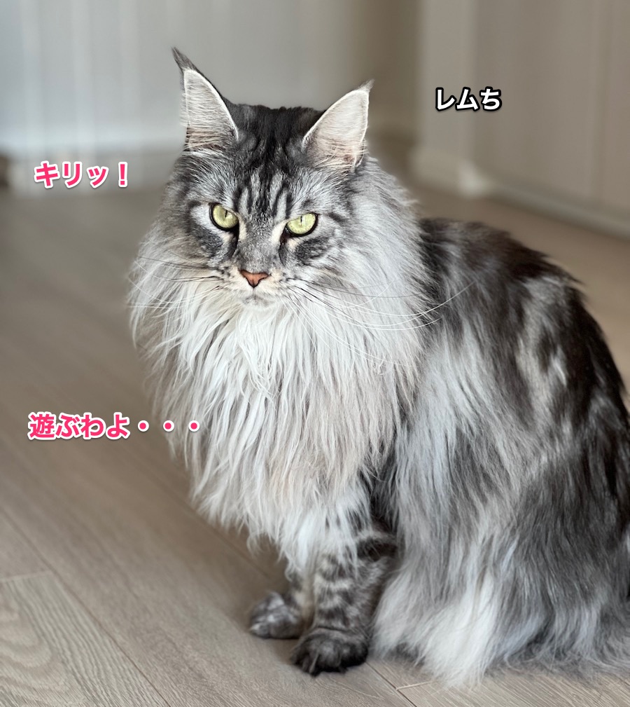 f:id:chikojirou:20220302224434j:plain