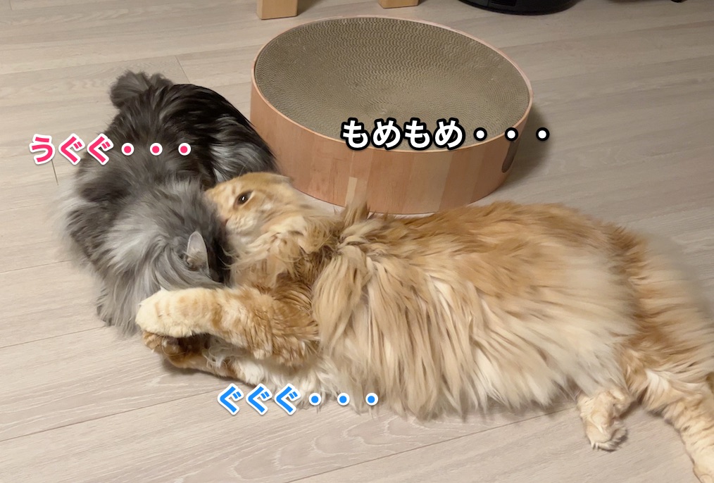 f:id:chikojirou:20220302224436j:plain