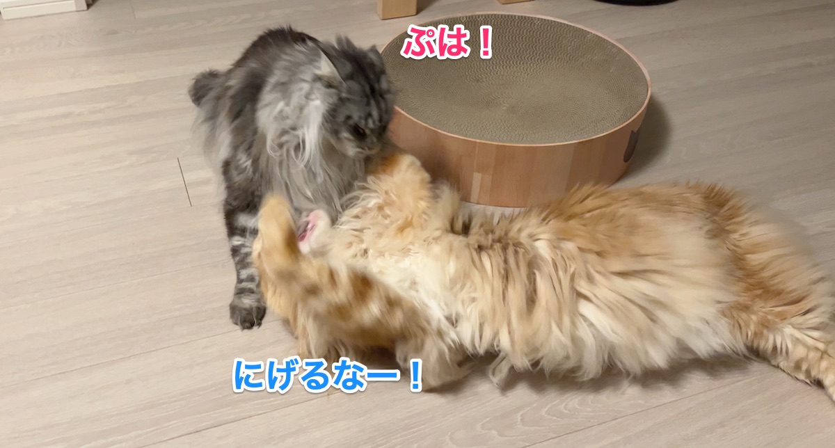 f:id:chikojirou:20220302224440j:plain