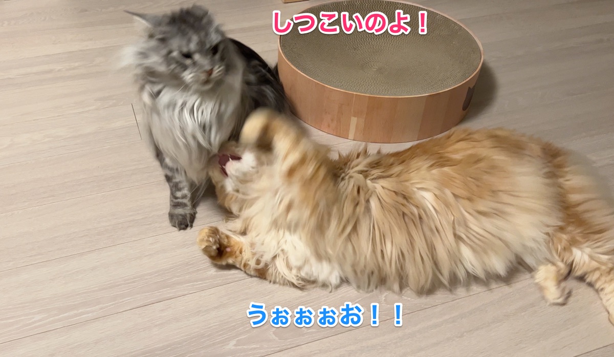 f:id:chikojirou:20220302224442j:plain