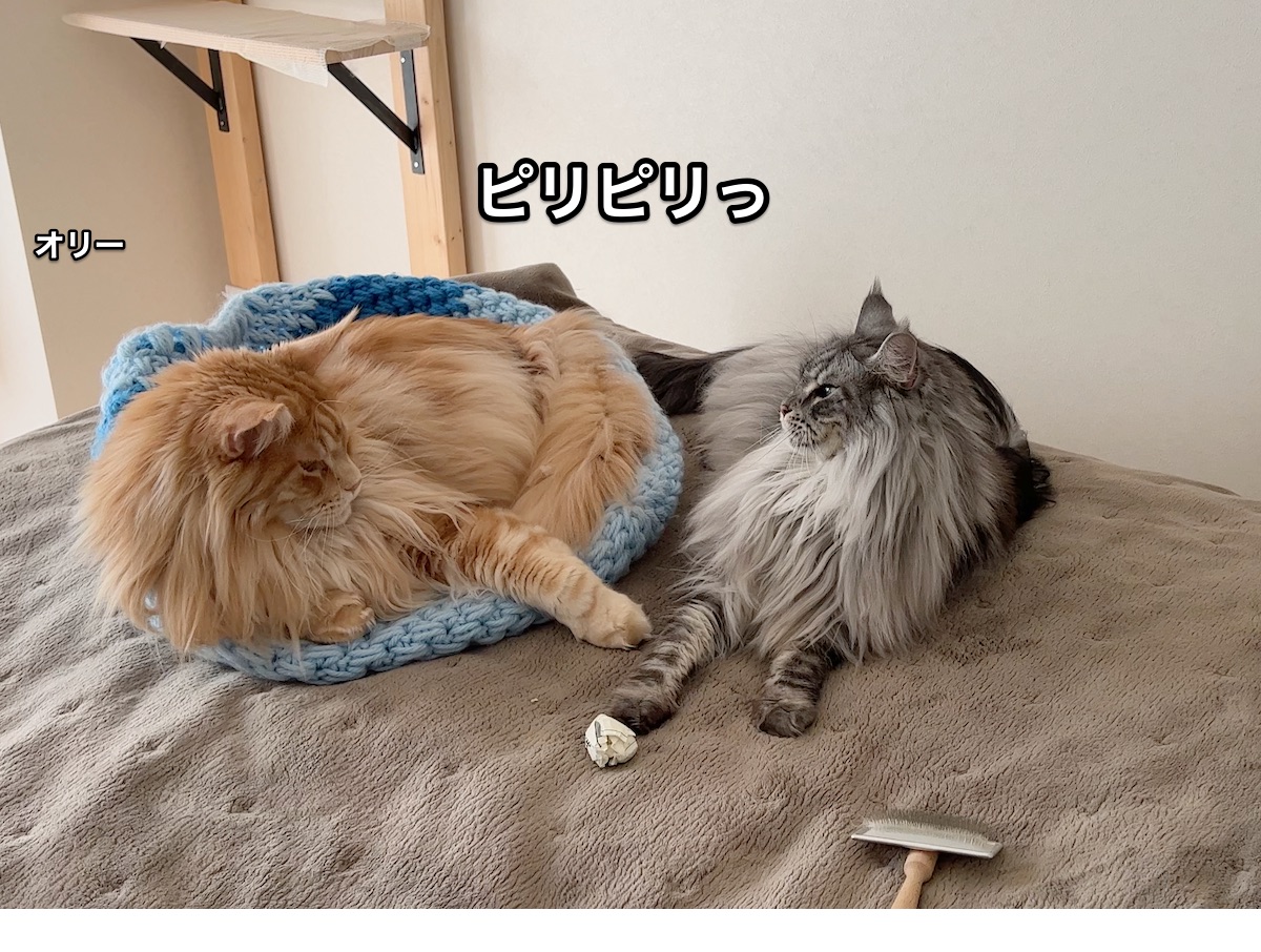 f:id:chikojirou:20220304211245j:plain