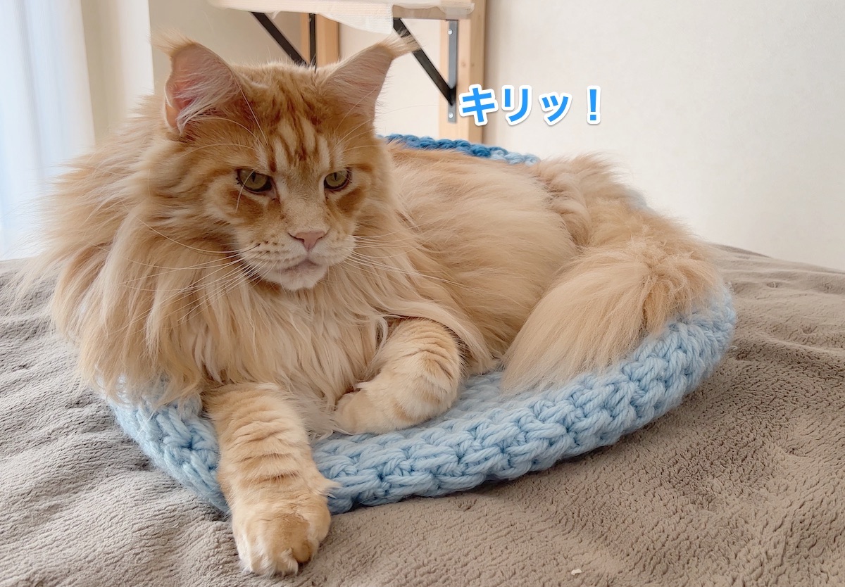 f:id:chikojirou:20220304211259j:plain