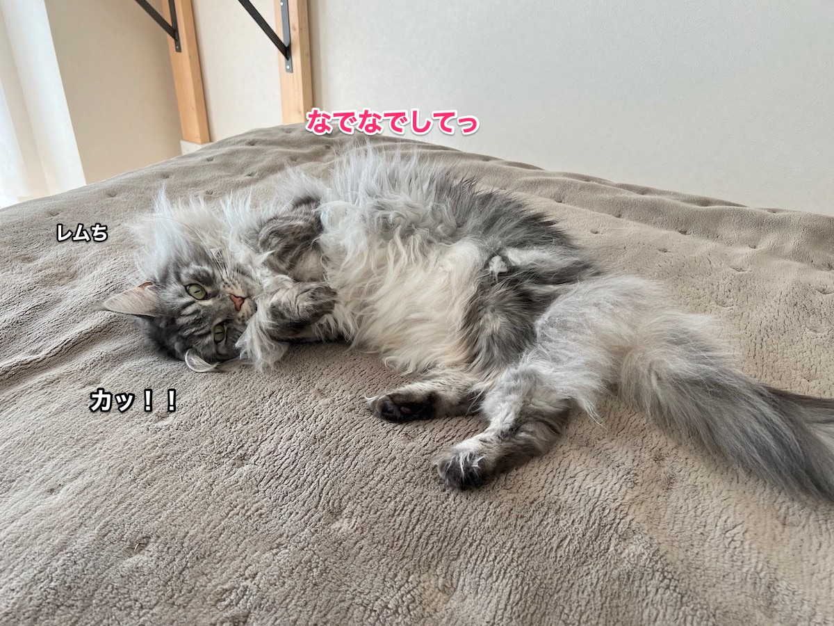 f:id:chikojirou:20220305221122j:plain