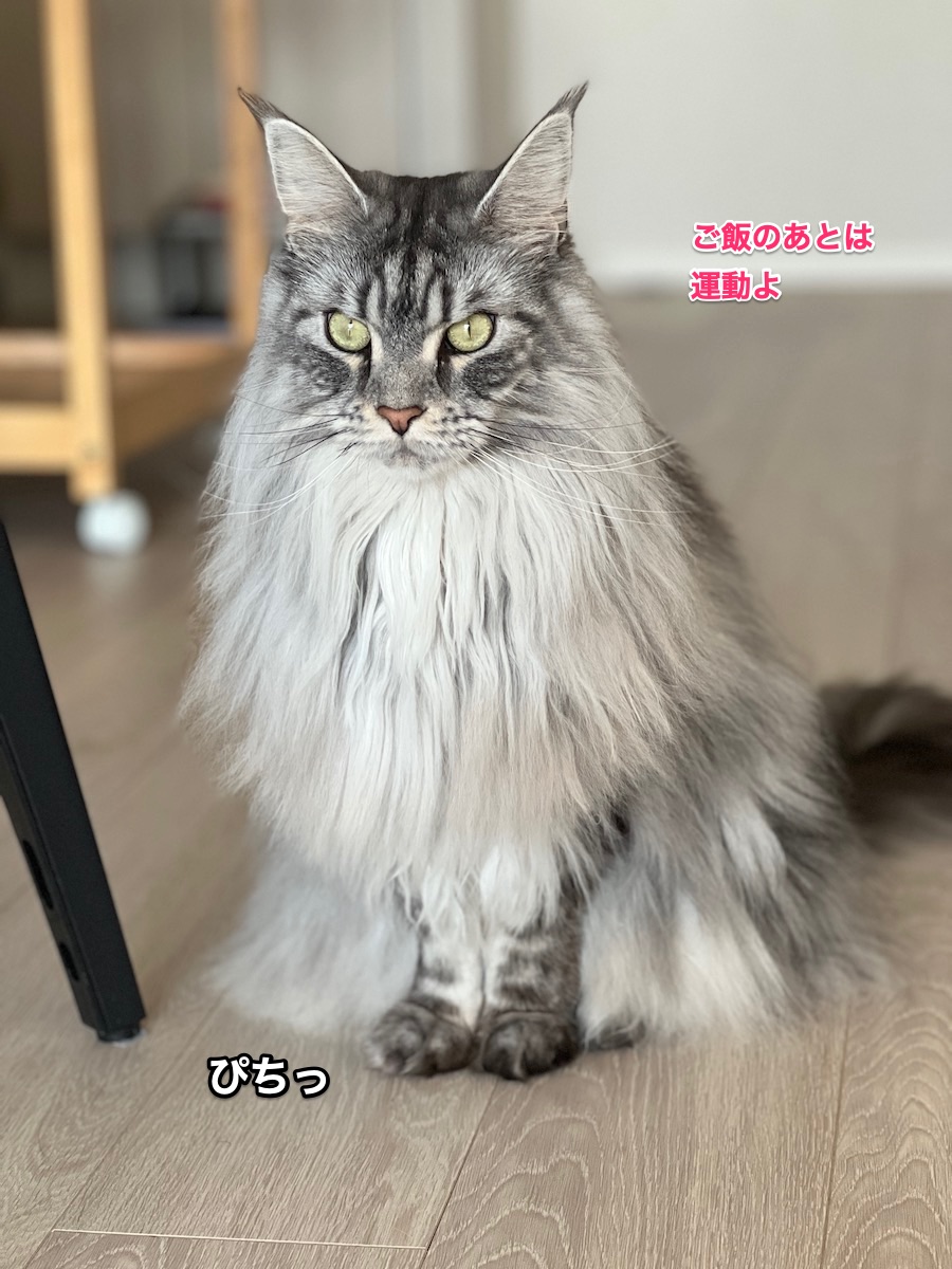 f:id:chikojirou:20220307222039j:plain
