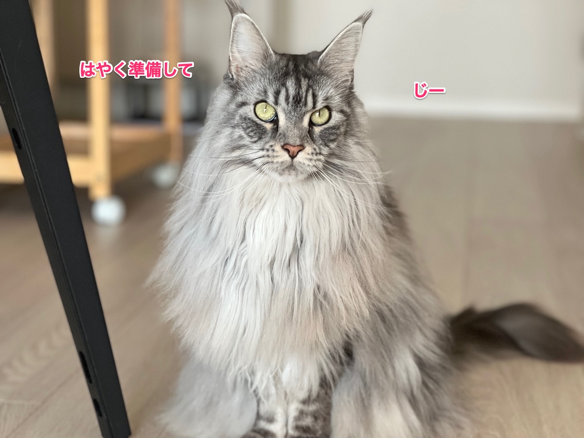 f:id:chikojirou:20220307222041j:plain