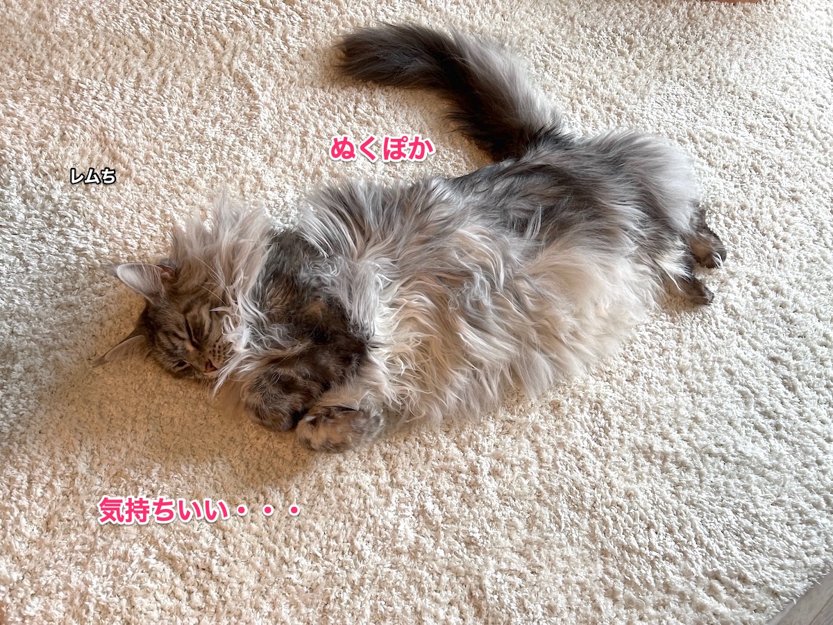 f:id:chikojirou:20220308222812j:plain