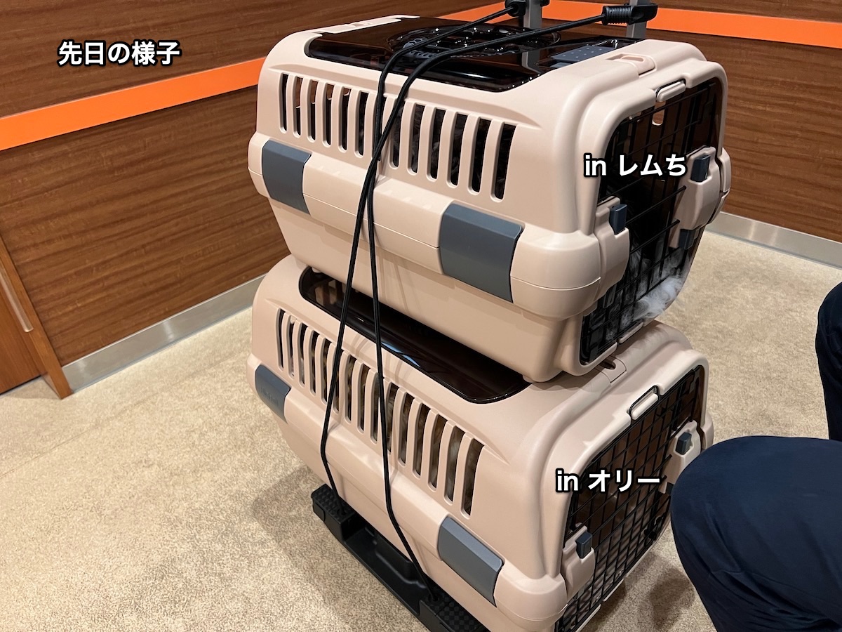 f:id:chikojirou:20220308222817j:plain
