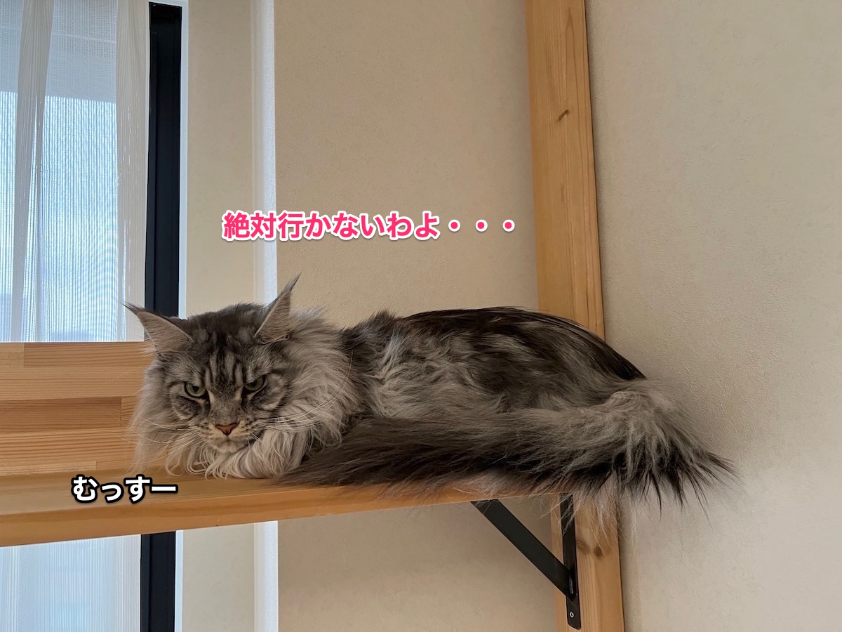 f:id:chikojirou:20220308222826j:plain