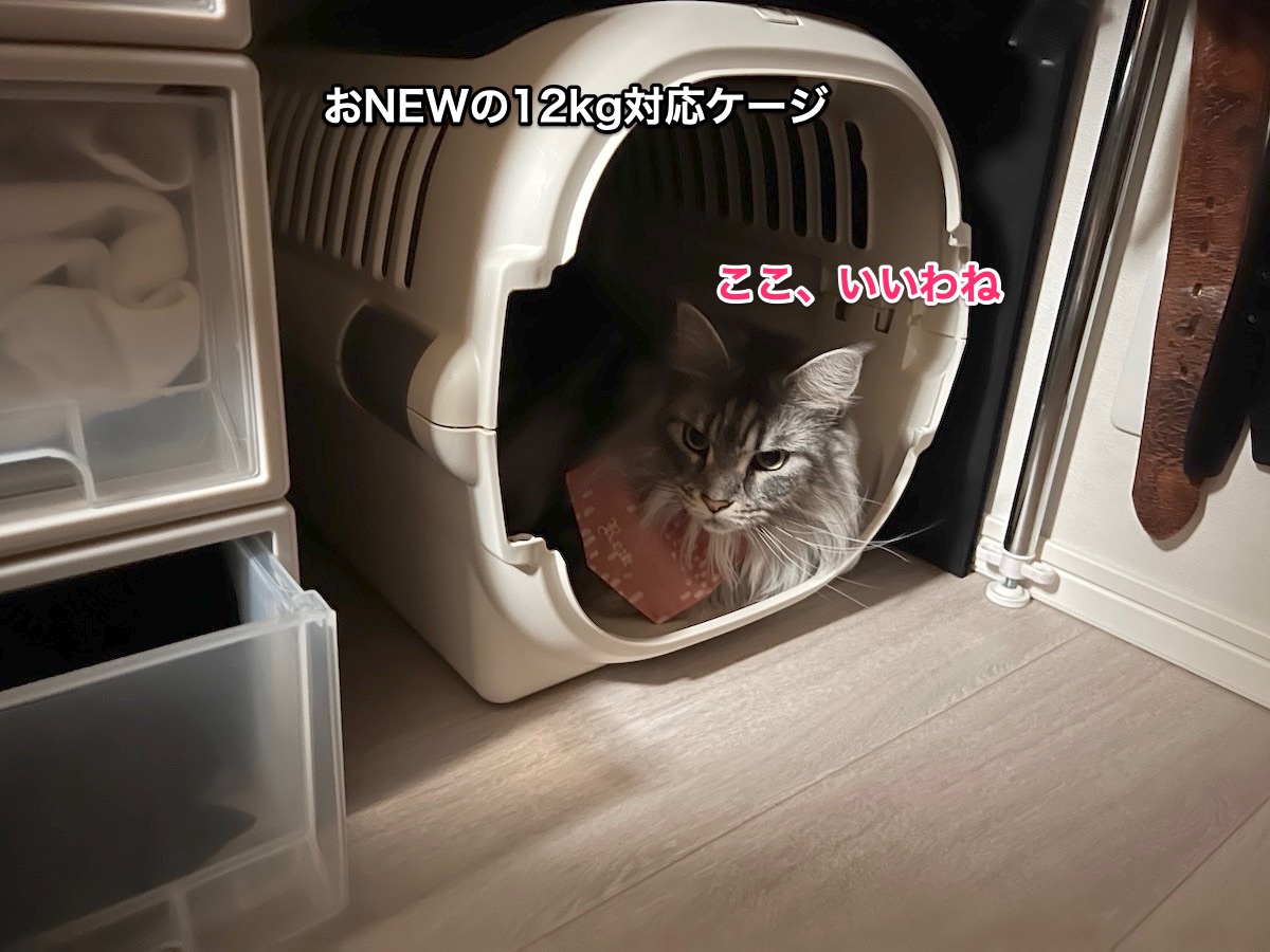 f:id:chikojirou:20220308222832j:plain