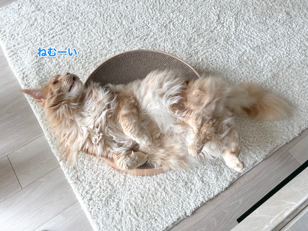 f:id:chikojirou:20220311224802j:plain