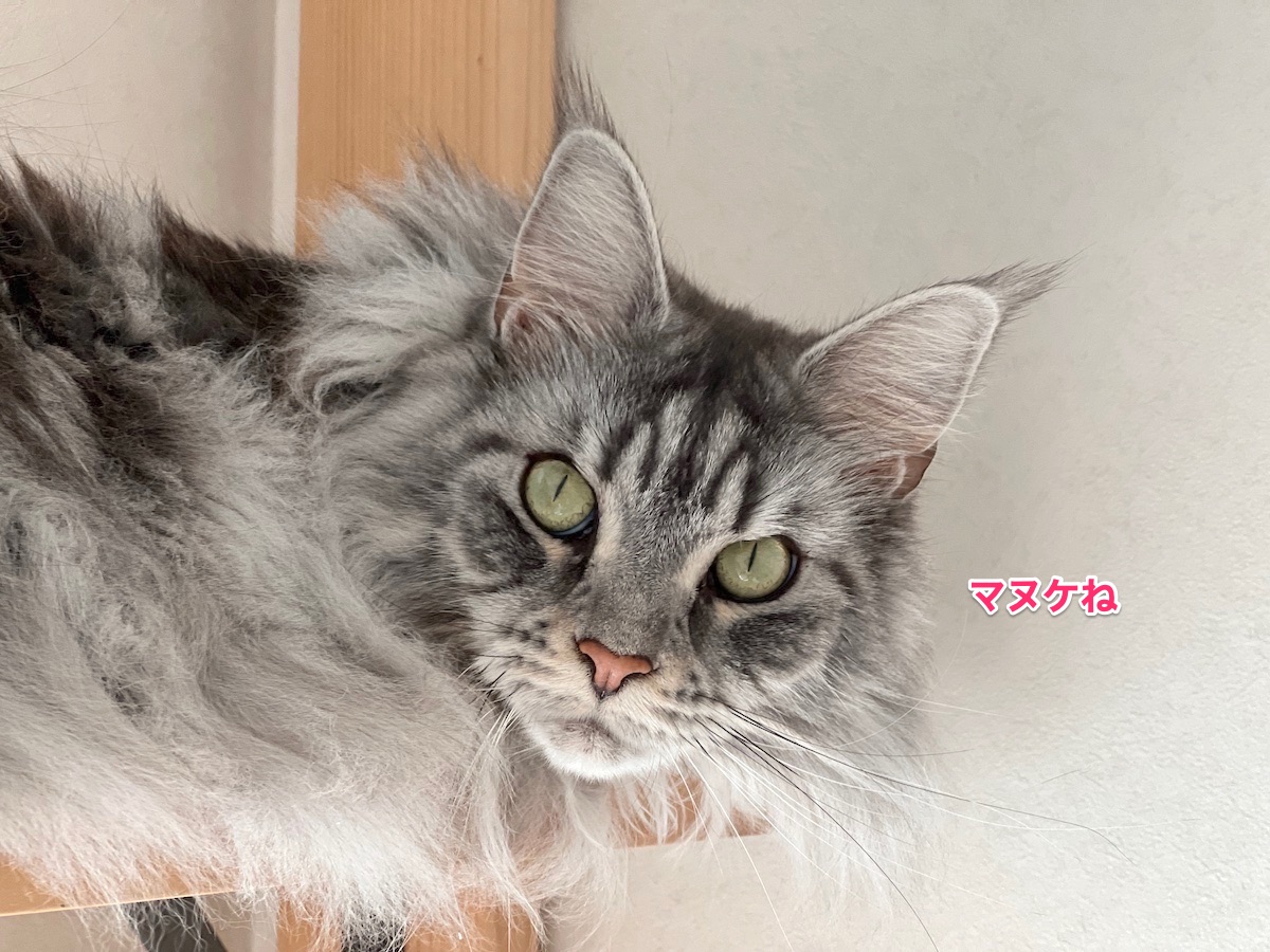 f:id:chikojirou:20220312222736j:plain