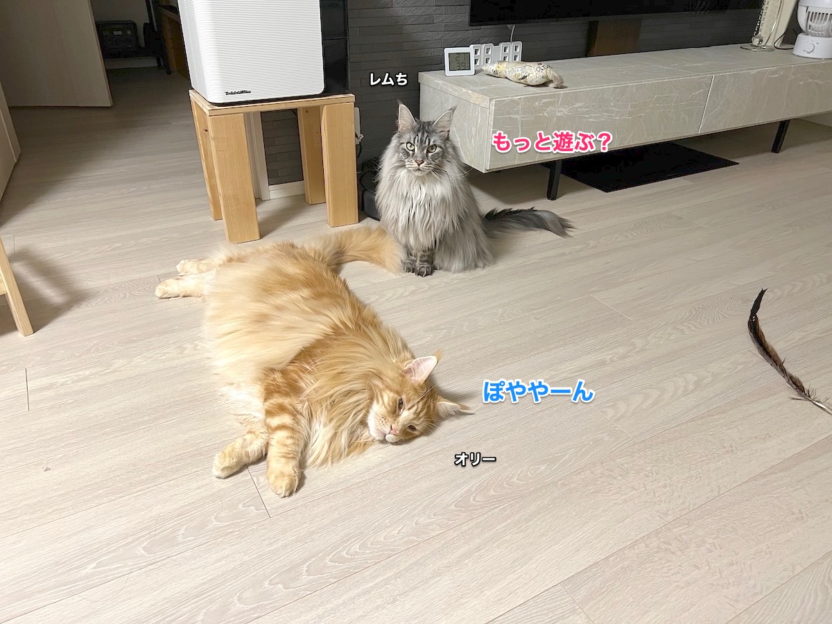 f:id:chikojirou:20220314225926j:plain