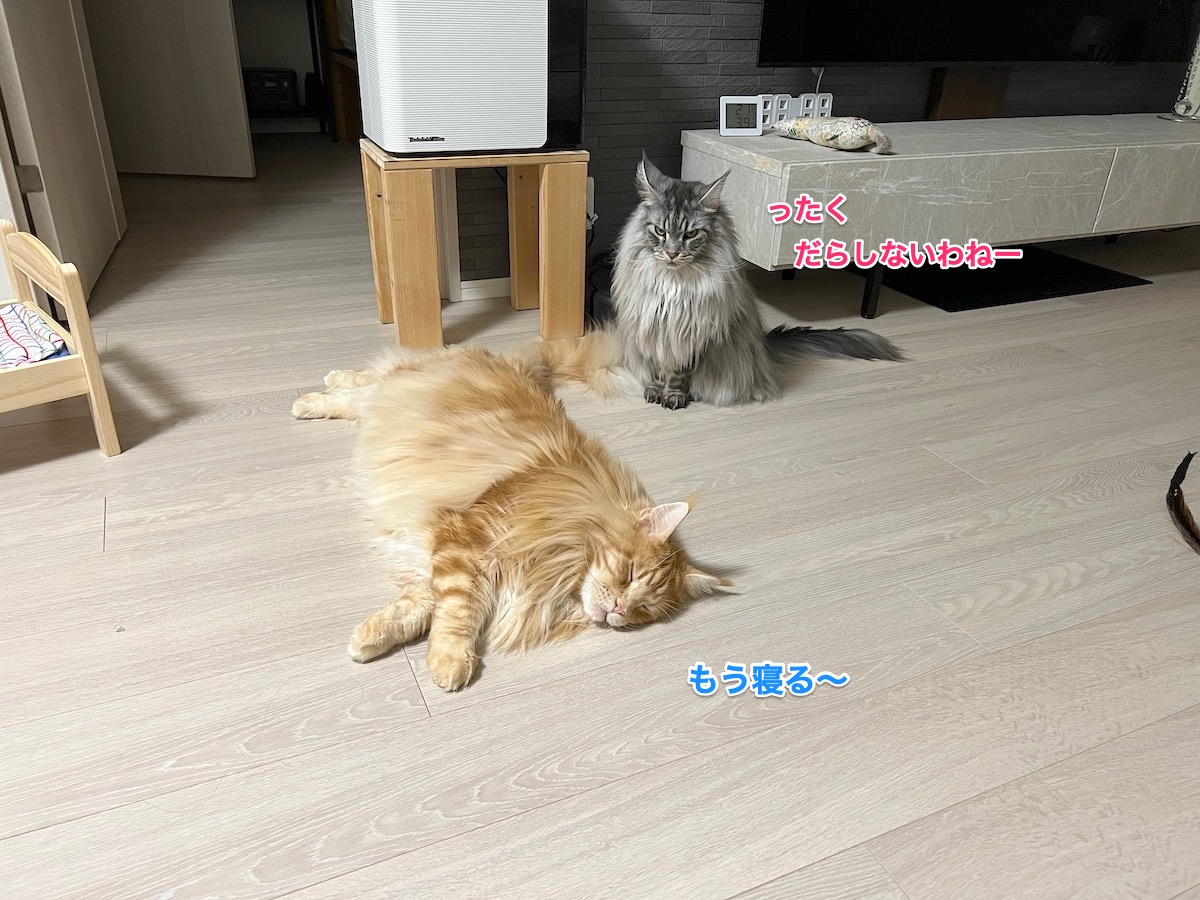 f:id:chikojirou:20220314225929j:plain