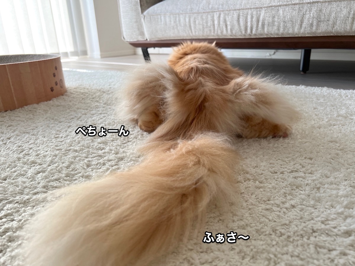 f:id:chikojirou:20220314225938j:plain