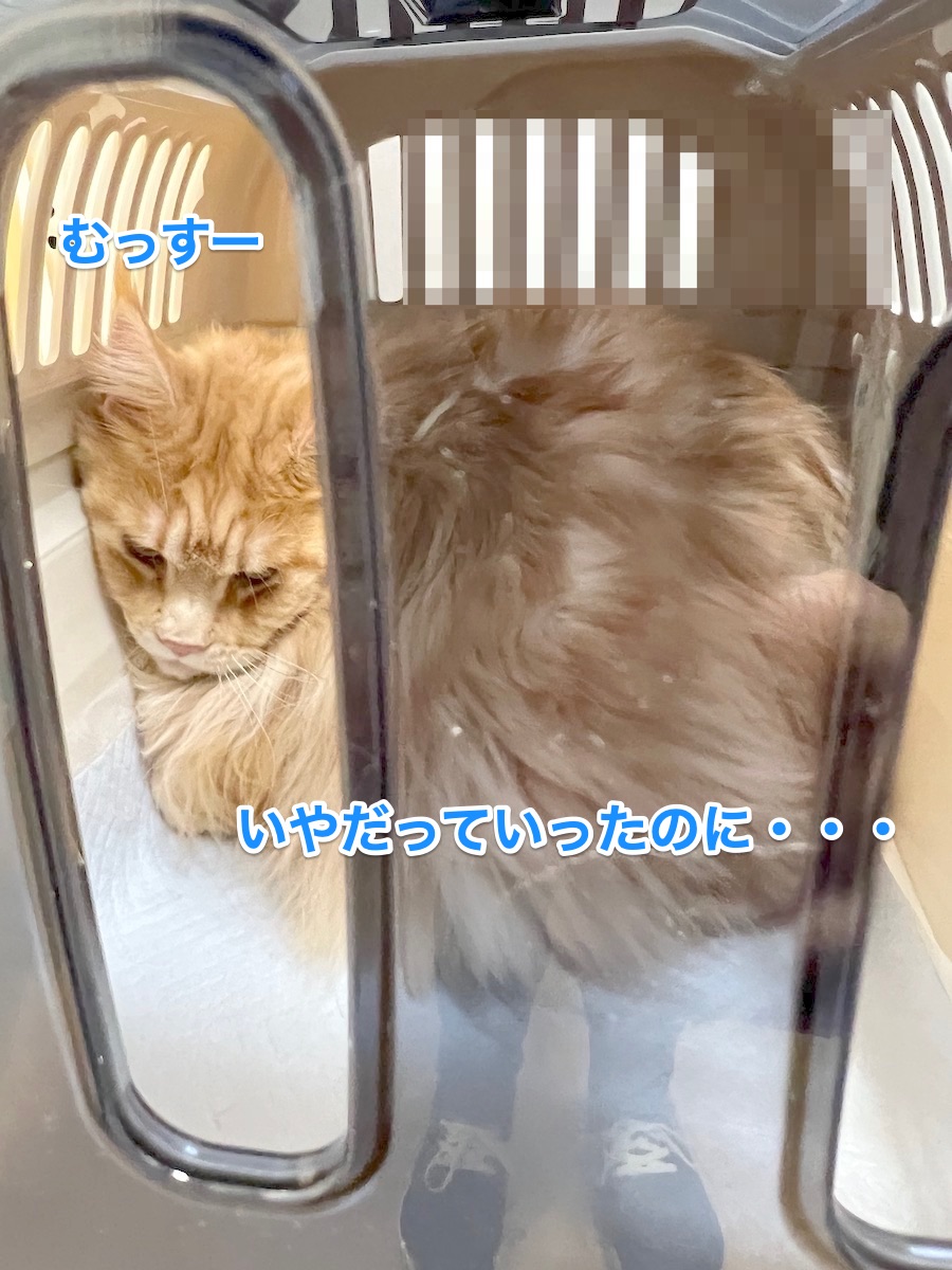 f:id:chikojirou:20220319215657j:plain