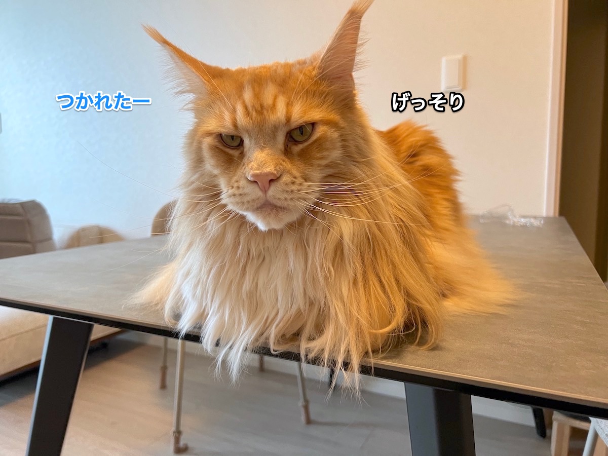 f:id:chikojirou:20220319215708j:plain