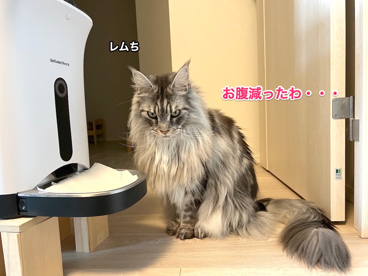 f:id:chikojirou:20220319215711j:plain