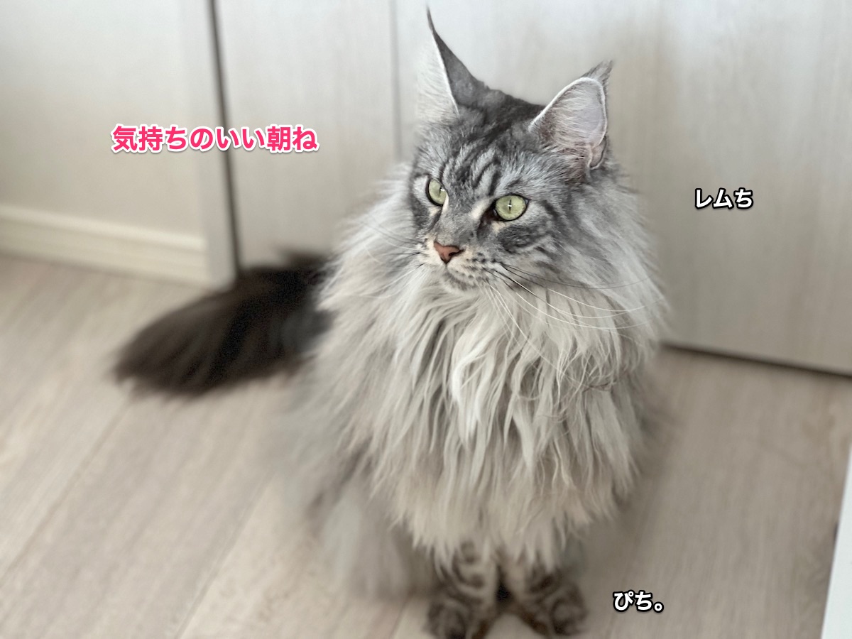 f:id:chikojirou:20220324222619j:plain