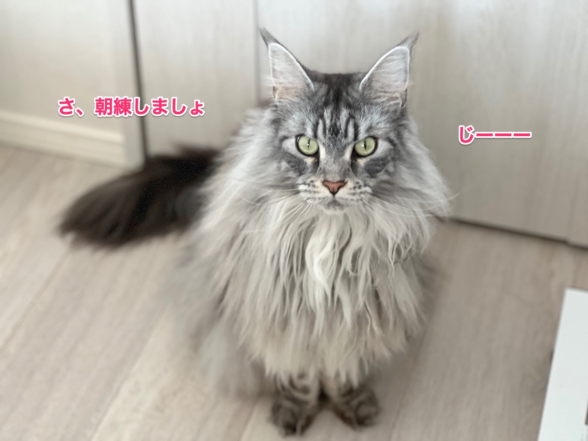 f:id:chikojirou:20220324222623j:plain