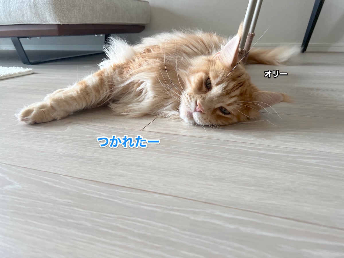 f:id:chikojirou:20220324222626j:plain