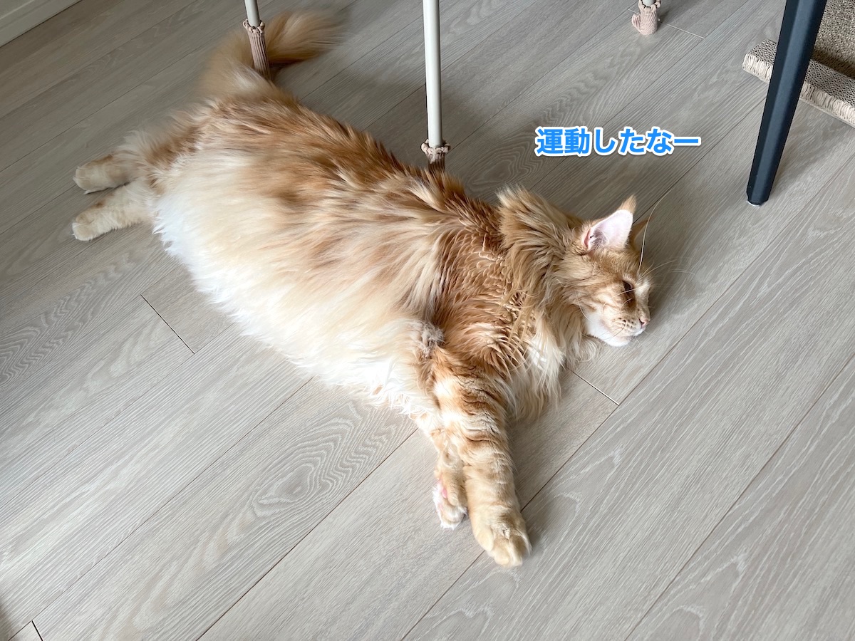 f:id:chikojirou:20220324222630j:plain