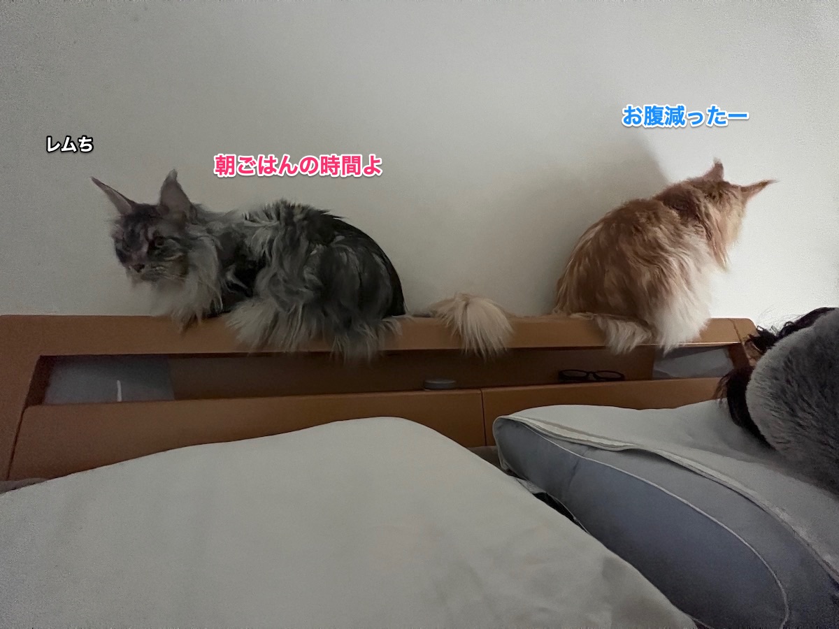 f:id:chikojirou:20220331211502j:plain