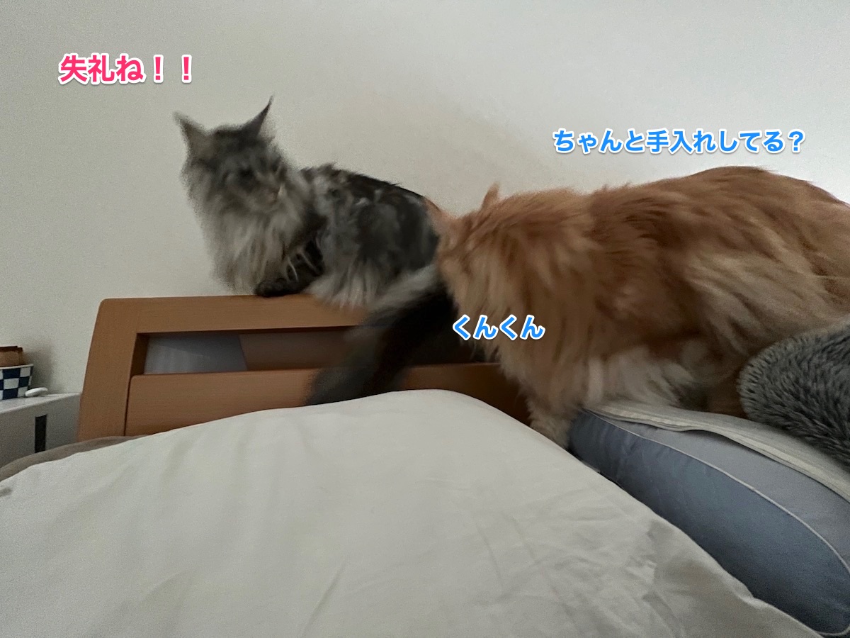 f:id:chikojirou:20220331211505j:plain