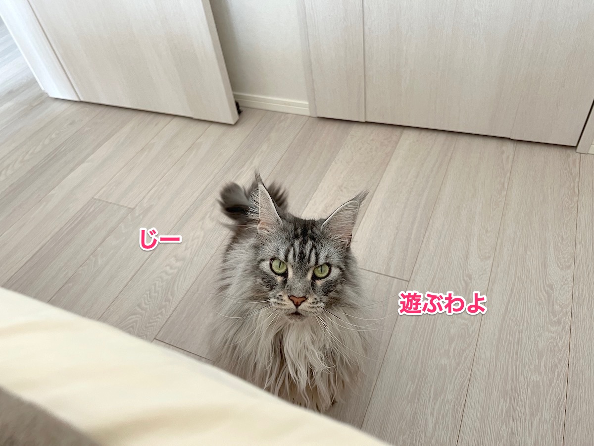 f:id:chikojirou:20220331211508j:plain